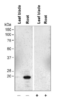 TIP2;1 | tonoplast intrinistic protein 2-1 in the group Antibodies for Plant/Algal / Membrane Transport System / Vacuolar membrane at Agrisera AB (Antibodies for research) (AS09 509)